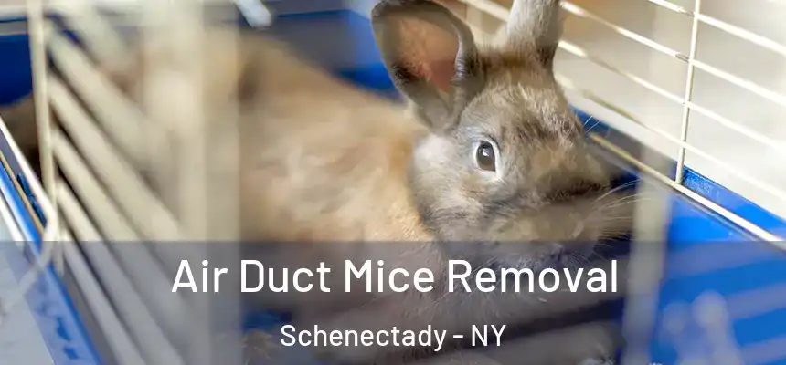  Air Duct Mice Removal Schenectady - NY